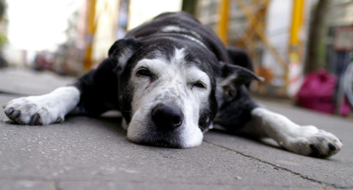 Hund med epilepsi Agria Djurförsäkring