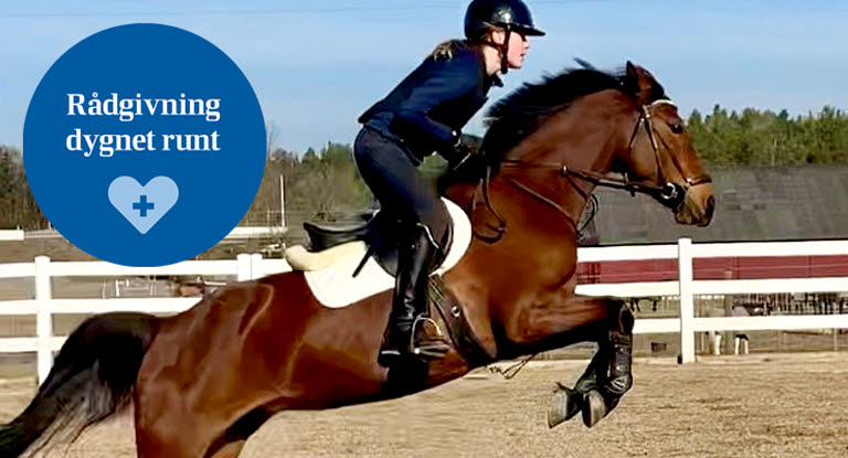 Brun häst hoppar över hinder i paddock.