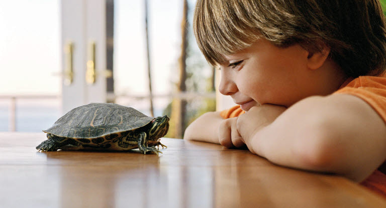 Pojke med sin sköldpadda