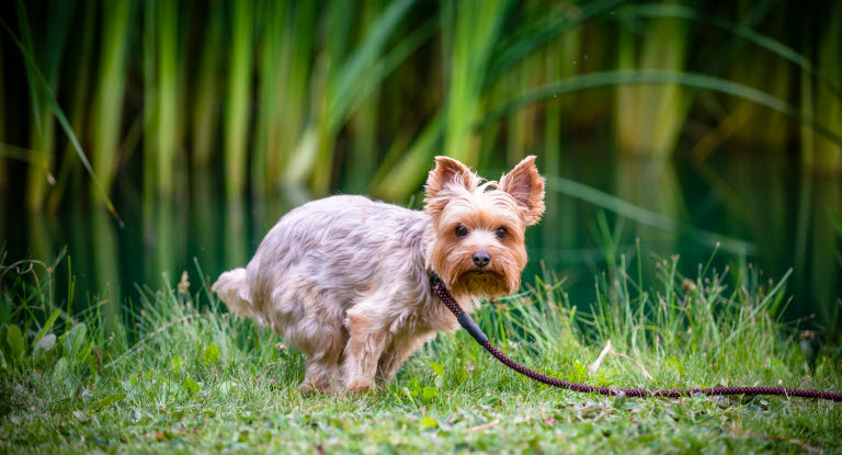 En hund som har problem med att uträtta sina behov kan visa på flera olika symtom.