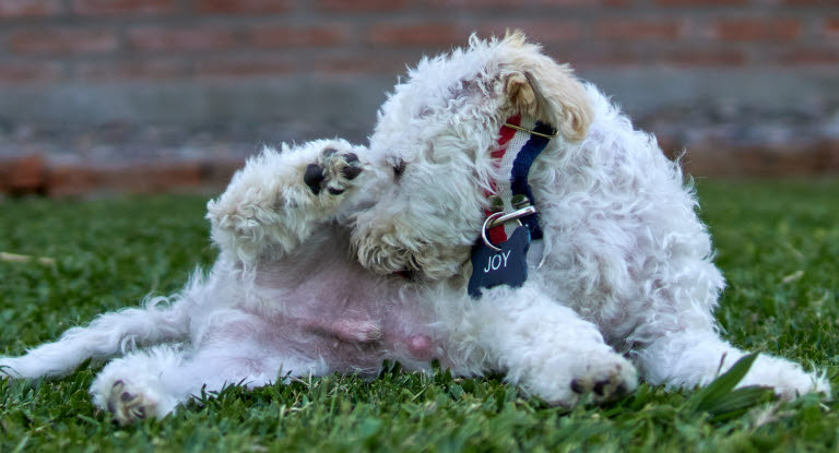 Navelbråck kan variera i storlek, allt ifrån några millimeter till några centimeter.