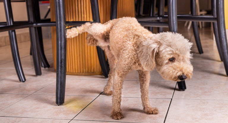 Hanhund som kissar inne