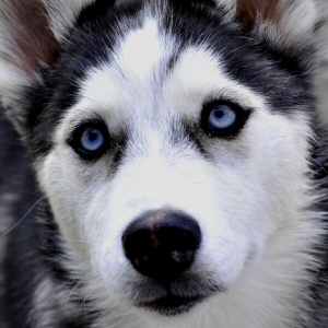 Köpekontrakt häst agria