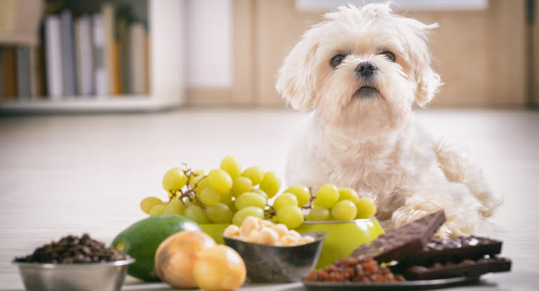 Hund, choklad, lök, avokado, russin och vindruvor.