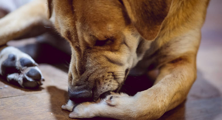 Att en hund slickar eller biter på tassarna är ett vanligt symtom på furunkulos.