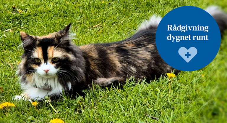 Katt på gräsmatta bredvid rund illustration med texten "Rådgivning dygnet runt"