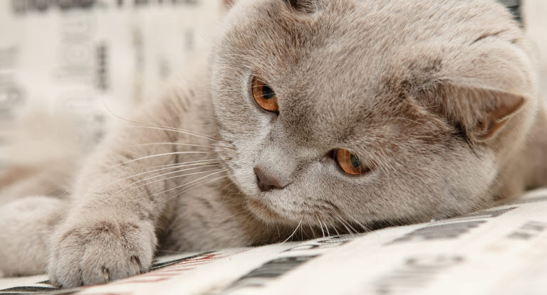 En trött katt med dåligt allmäntillstånd.