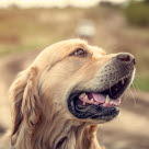 Labrador i profil utomhus.