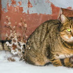 Katt ute i snön.