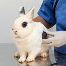 Trumsjuka behöver akut undersökas av veterinär