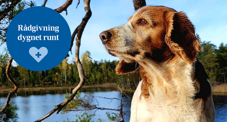 Hund framför en vacker sjö.