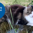 Katten Ziggy på en sten i trädgården.