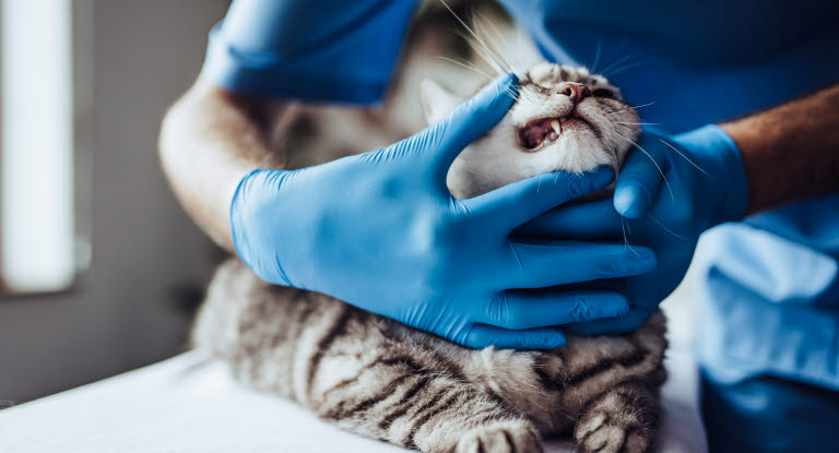 Veterinär undersöker kattens tänder.