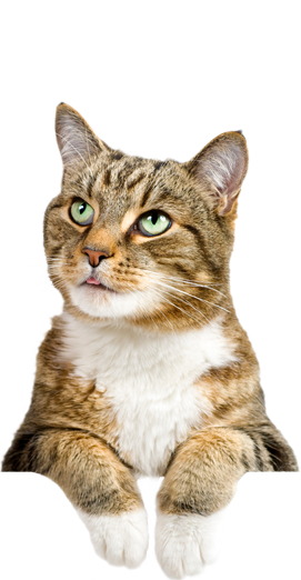 katt astma kostnad katt astma kostnad