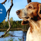 Hund framför en vacker sjö.