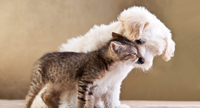 Samarbete mellan Agria och Arken Zoo