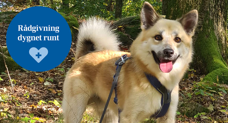 Hunden Aksel på promenad i skogen.