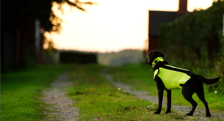 hund med reflex