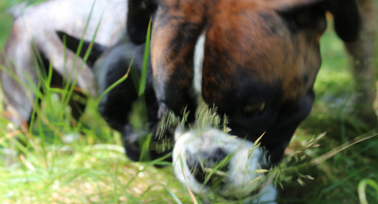 Pollenallergi hund - Agria Djurförsäkring