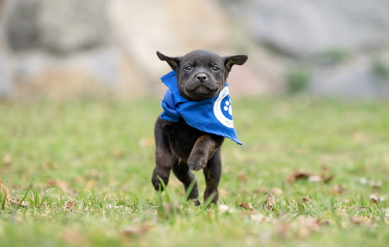 Valp som går Agria Hundpromenad