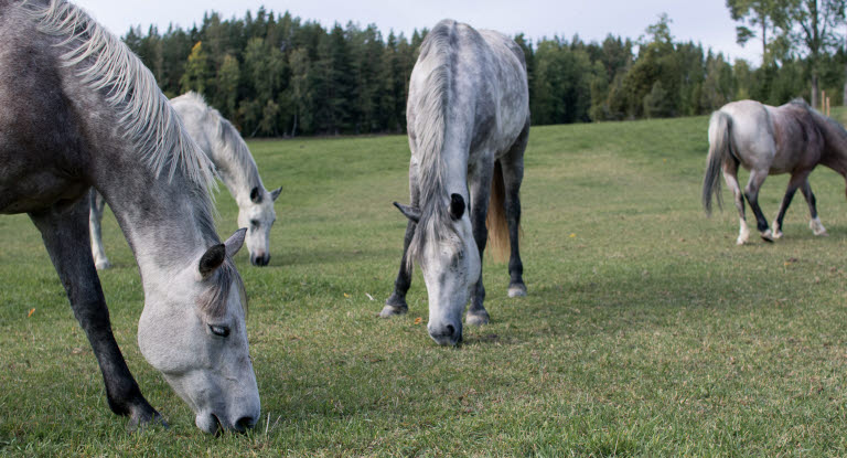 Avblekbara skimlar löper större risk att drabbas av melanom.
