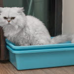 Katt vill inte använda kattlådan.