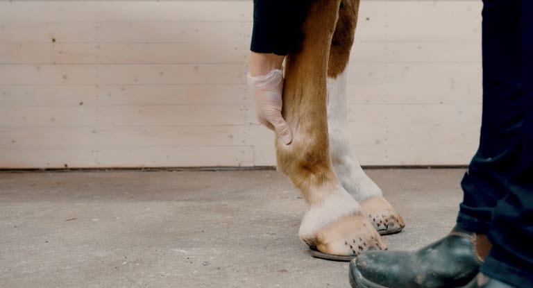 Känn efter hästens digitalpuls om du misstänker hovböld.