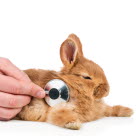 Kanin blir undersökt av veterinär, vilka skador är vanliga hos våra smådjur?