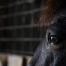 Häst som känner rädsla