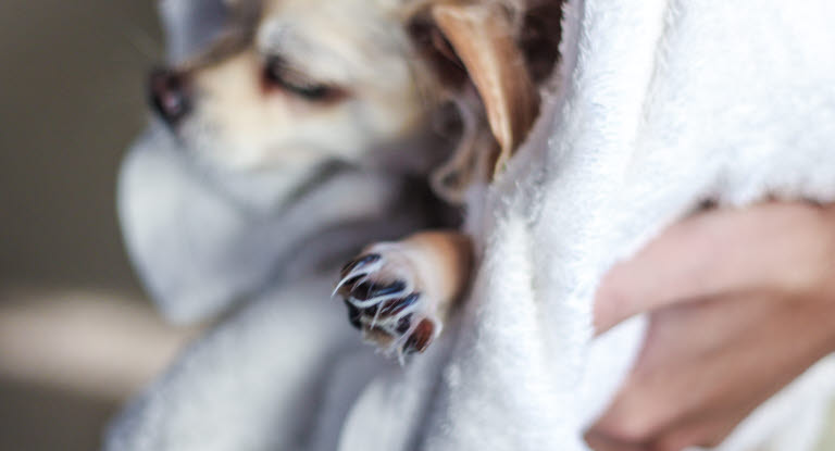 Hund blir buren inlindad i en handduk.