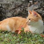 katt hostar ibland