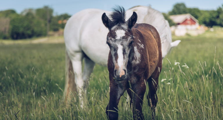 Nyfiket föl i hage med sin mamma.