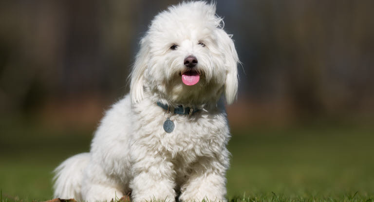 Coton de tuléar sitter i gräset.