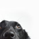 Saker vi gör som hunden inte gillar