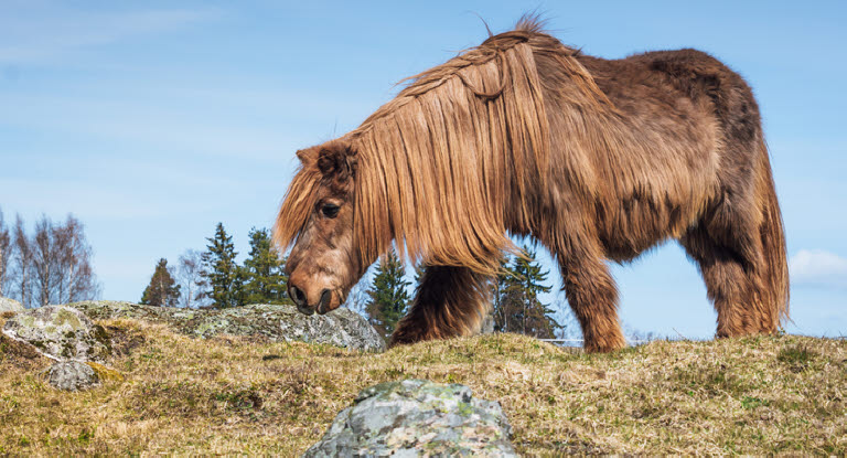 Äldre ponny med lång päls.