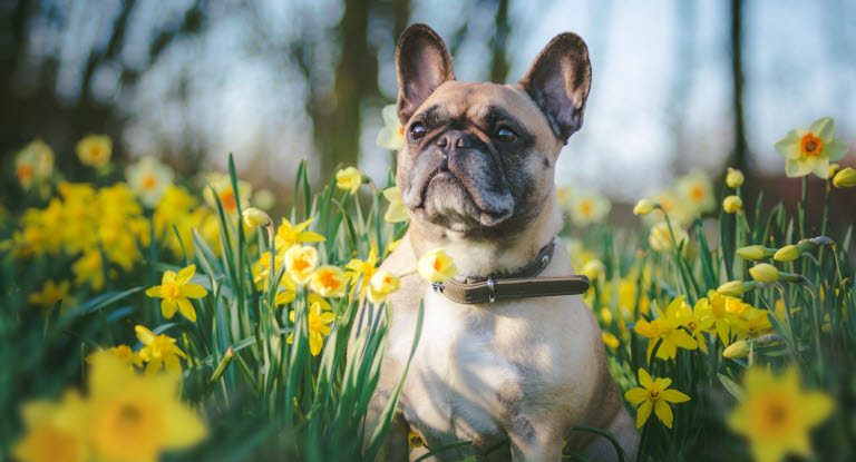 Fransk bulldogg sitter på en blomsteräng.