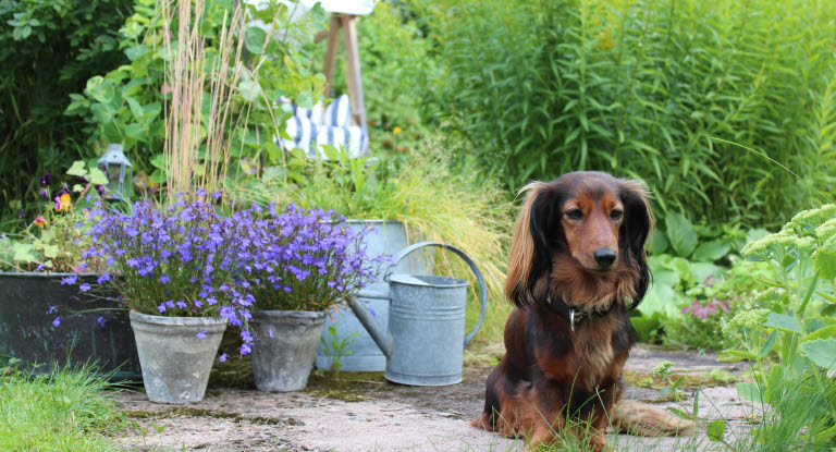 I trädgården lurar faror för hunden