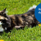 Katt på gräsmatta bredvid rund illustration med texten "Rådgivning dygnet runt"