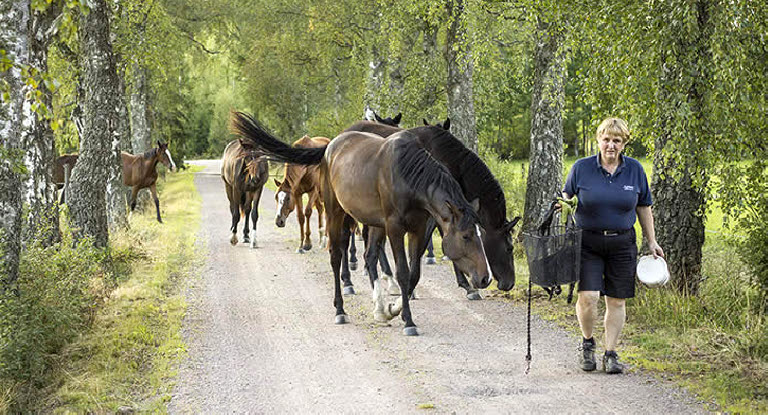 Uppfödaren och Agriaombudet Monica Björkdahl med några av sina hästar.