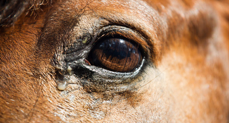 Häst med rinnande ögon