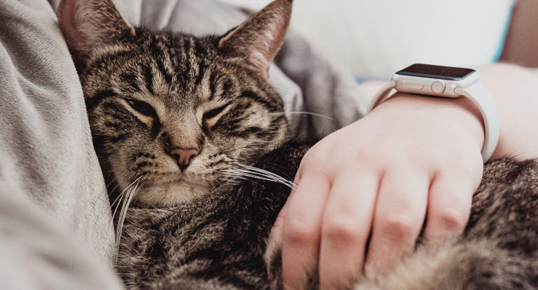 Gammal katt vilar, hur gammal en katt blir varierar.