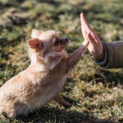 Hund och matte gör high five efter att ha tränat Rallylydnad.