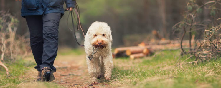 hund på promenad