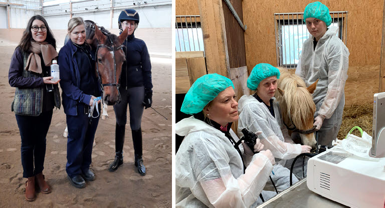 Kollagebild: Forskarna Amanda Raine och Miia Riihimäki med en  hästpatient, samt ett foto på endoskopi av lungor. 
