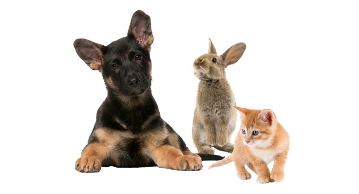 agria veterinär rådgivning agria veterinär rådgivning