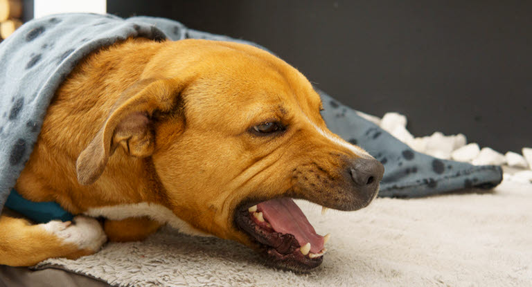 Hosta hos hund kan bero på allt från en enkel luftvägsirritation till kennelhosta, hjärtsjukdom eller trakealkollaps.