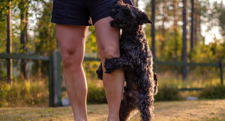 Hund som juckar på husses ben.
