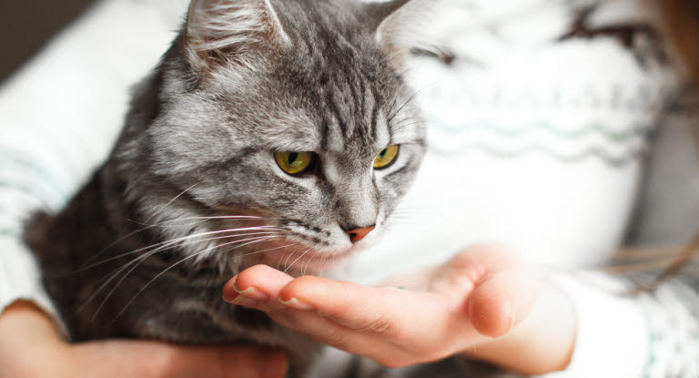 Katt får kortisontablett av matte.