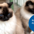 Två ragdolls vid kruka med röda blommor.