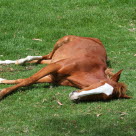 Att en häst ligger ner kan bli livshotande